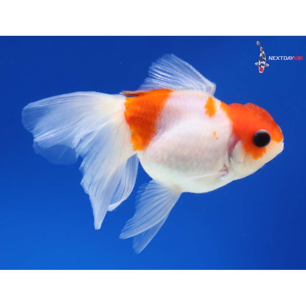 4” Imported Red and White Oranda