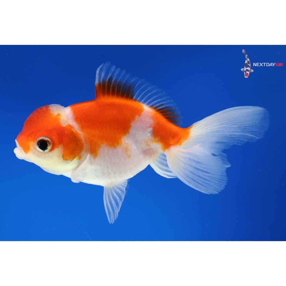 4” Imported Red and White Oranda