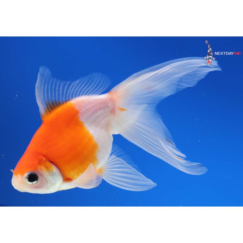 4.5” Imported Red and White Ryukin
