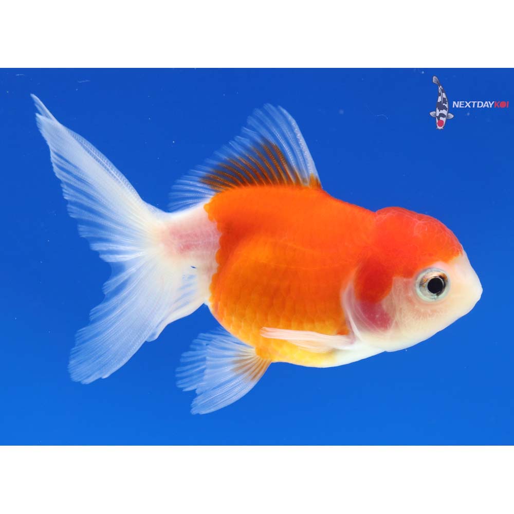 4” Imported Red and White Oranda