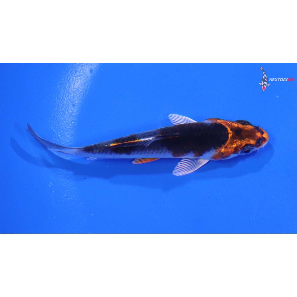 3.5” Imported Kujaku