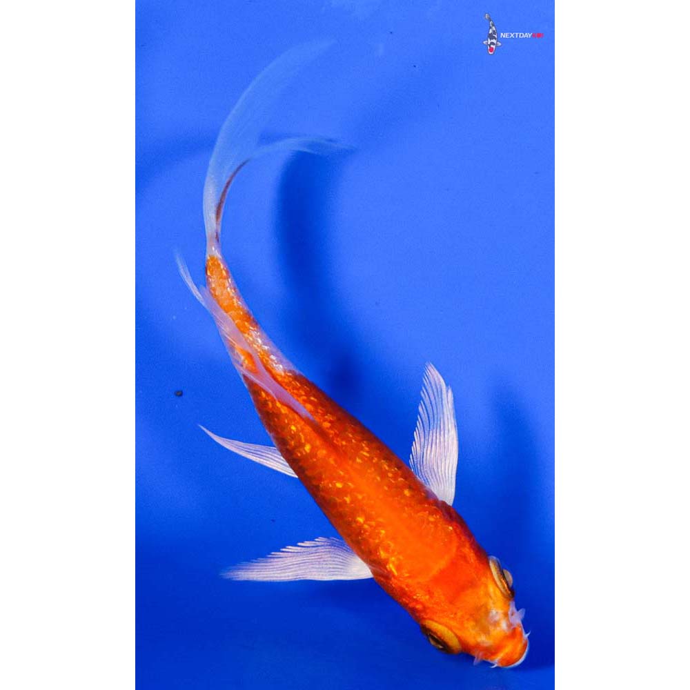 3.5” Imported Gin Rin Hariwake Butterfly Koi
