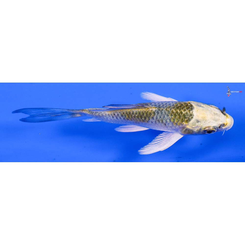 3.5” Imported Kujaku Butterfly Koi