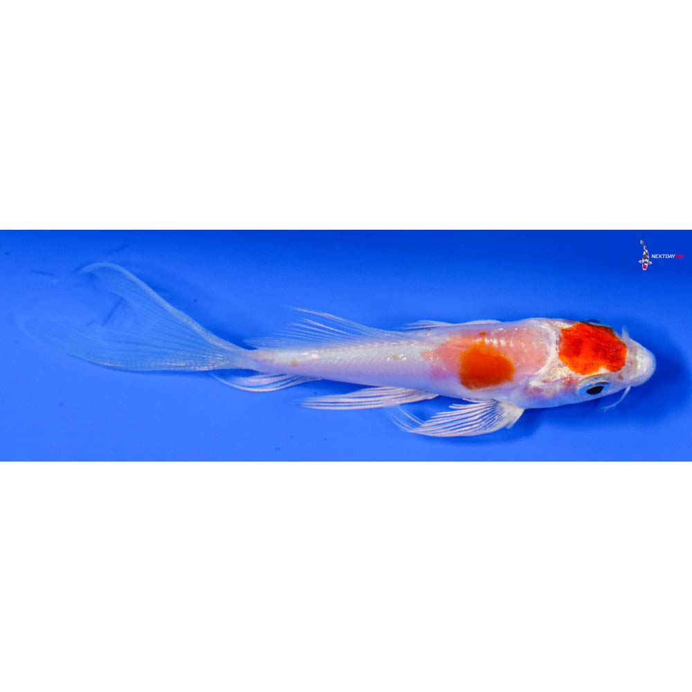 3.5” Imported Kikusui Butterfly Koi