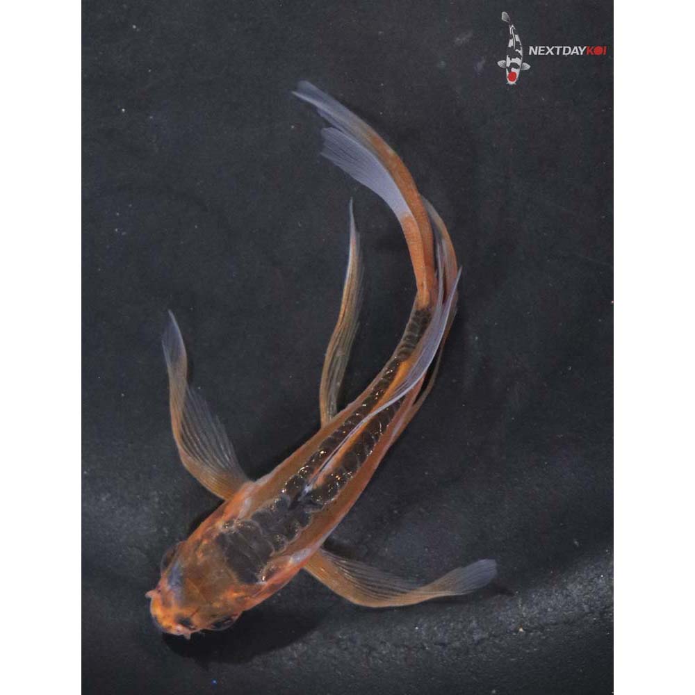 3.5” Imported Shusui Butterfly Koi