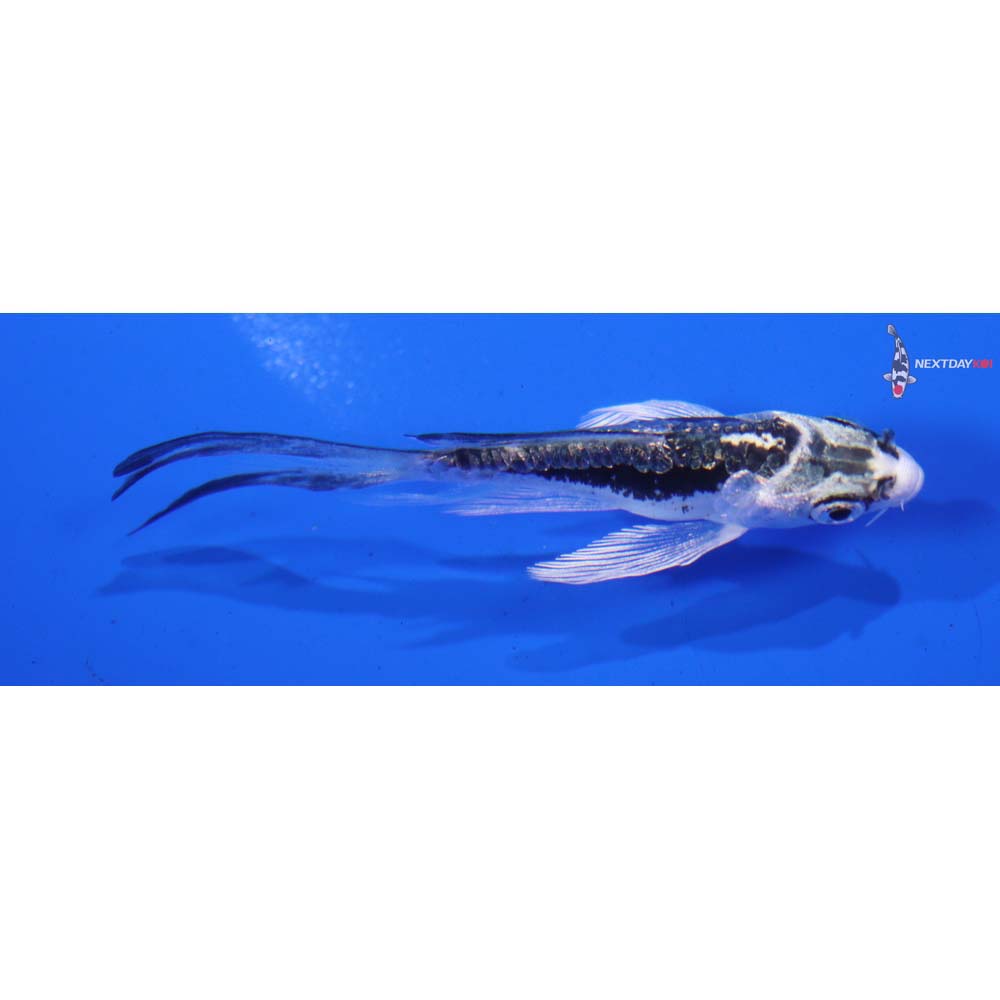 3” Imported Gin Rin Kikokuryu Butterfly Koi