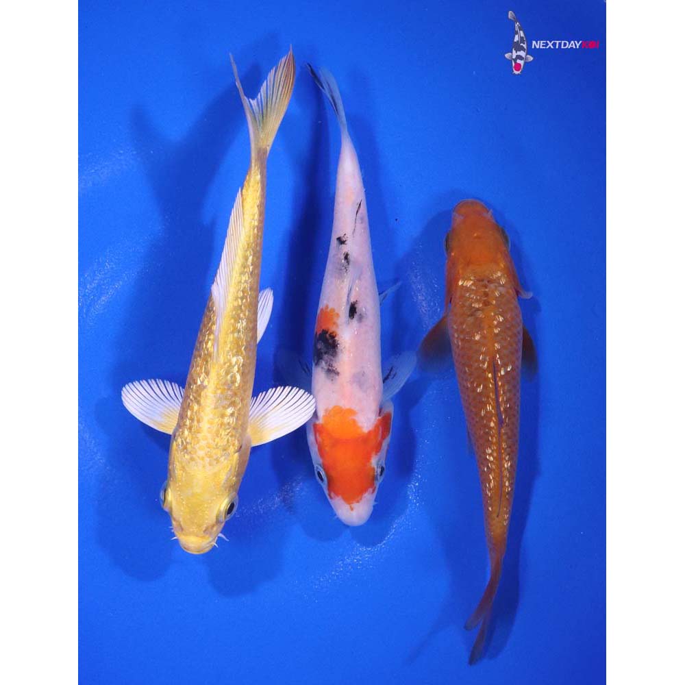 Lot of (3) 4-4.5” Imported Assorted Koi