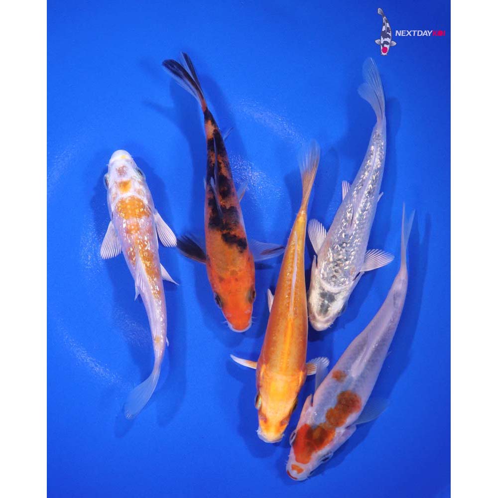 Lot of (5) 4-4.5” Imported Assorted Koi