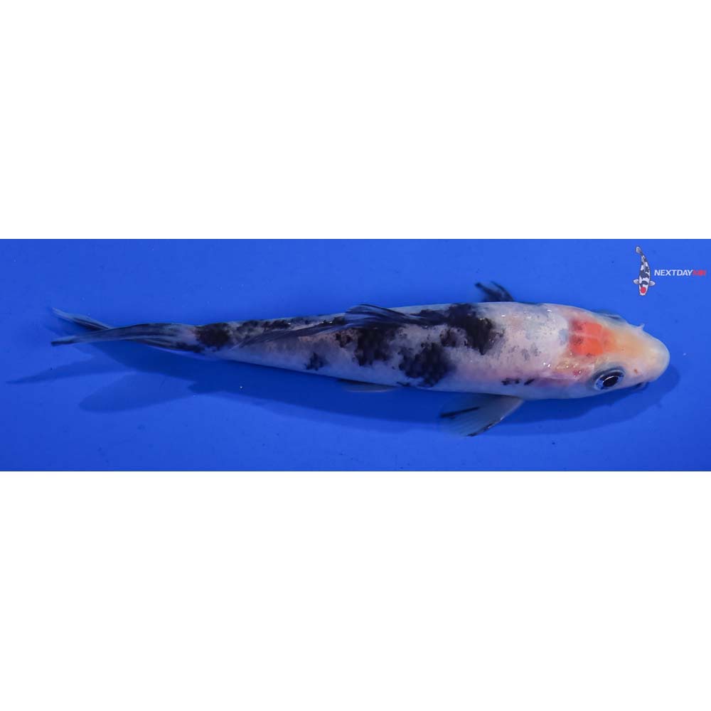 4” Imported Shiro Bekko