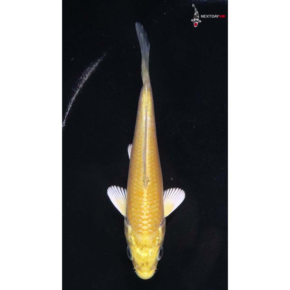 4” Imported Yamabuki Ogon
