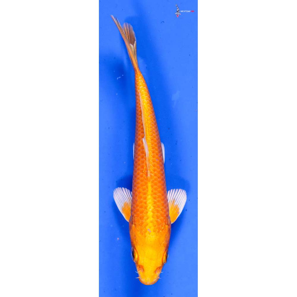 5.5” Imported Yamabuki Ogon