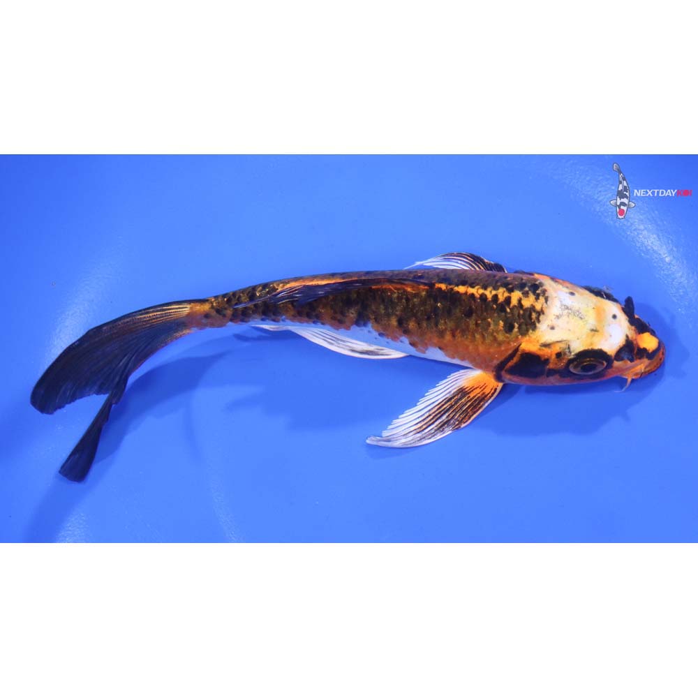 6” Imported Kujaku Butterfly Koi