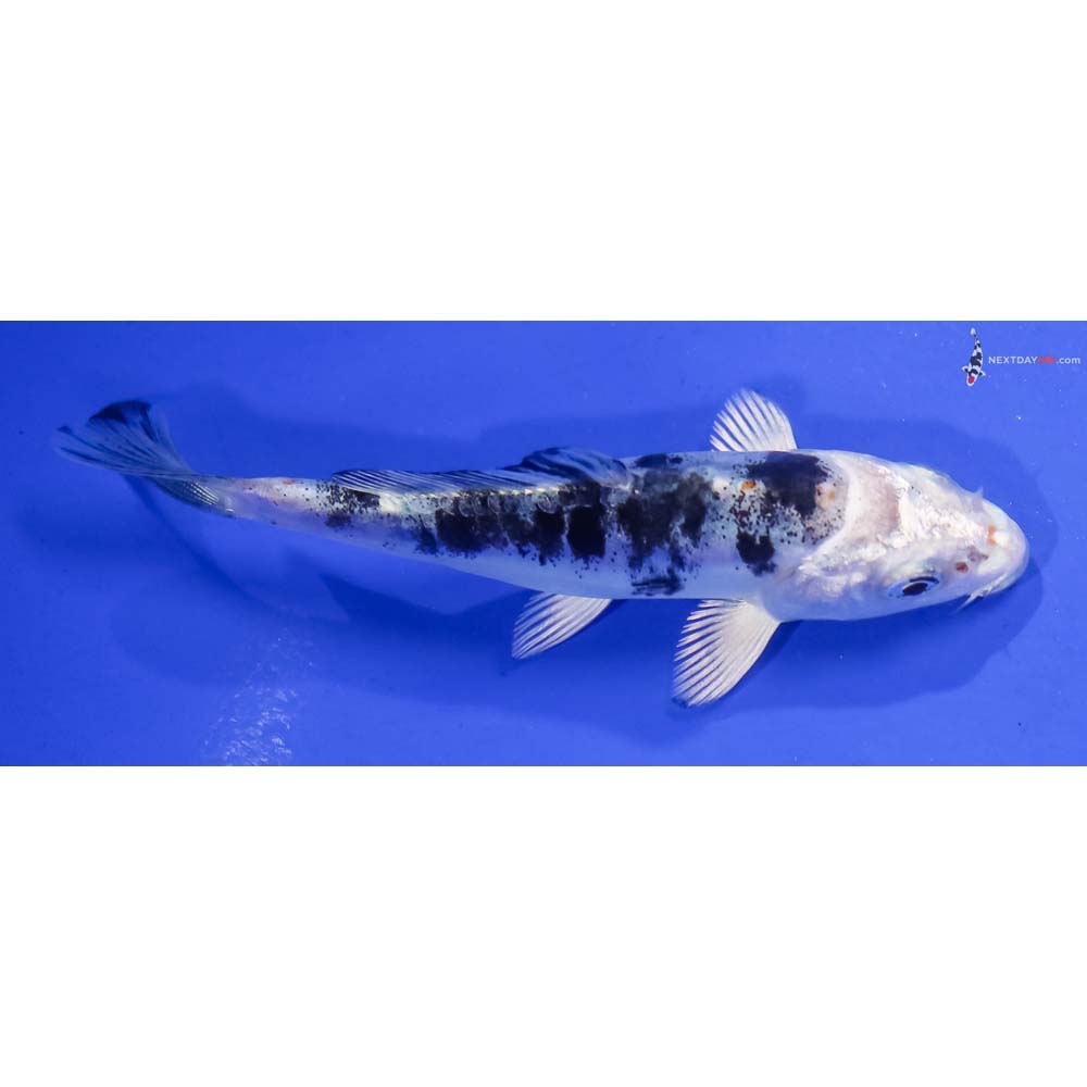 4” Imported Doitsu Gin Shiro Bekko