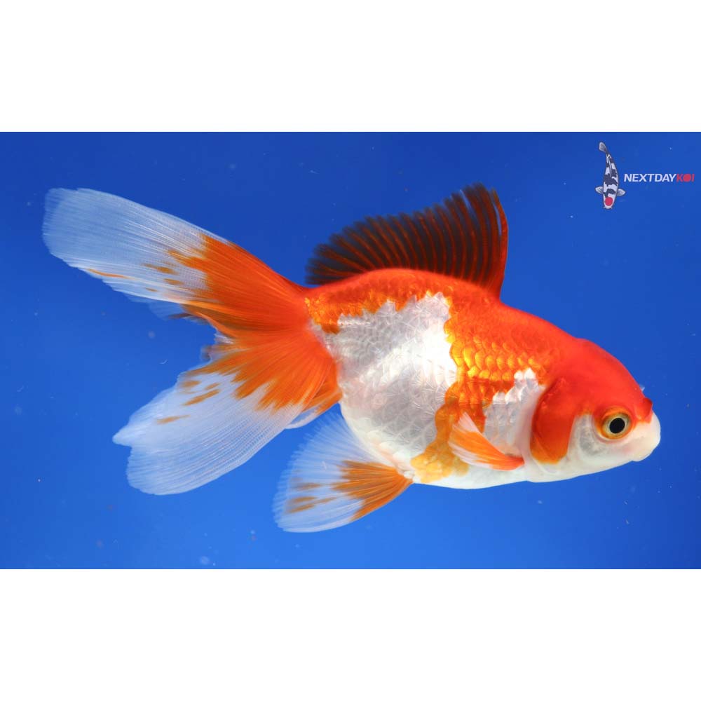 5” Imported Red and White Ryukin