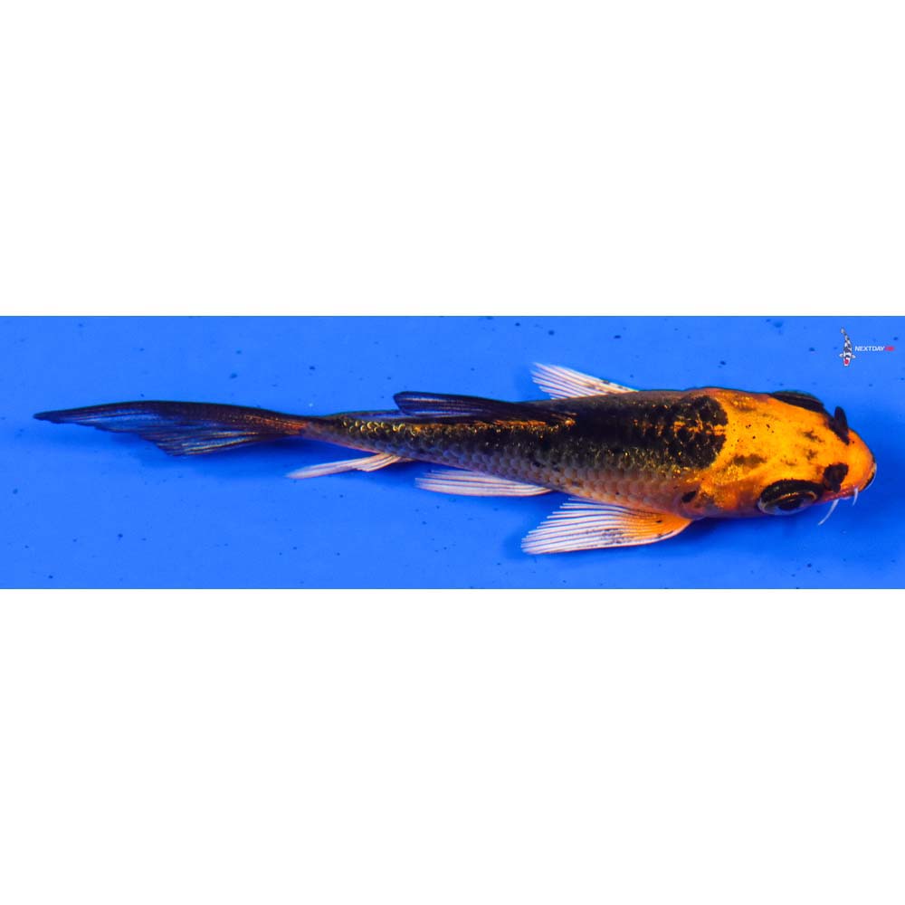 3.5” Imported Orenji Matsuba Butterfly Koi