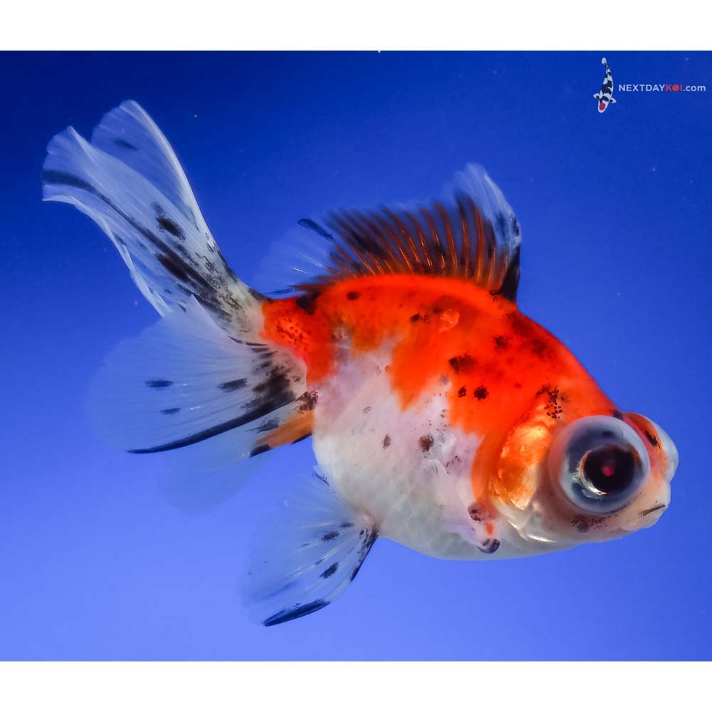 4” Imported Calico Butterfly Tail