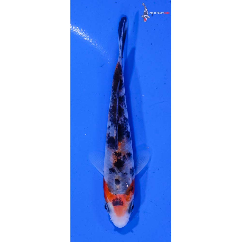 3.5” Imported Sanke