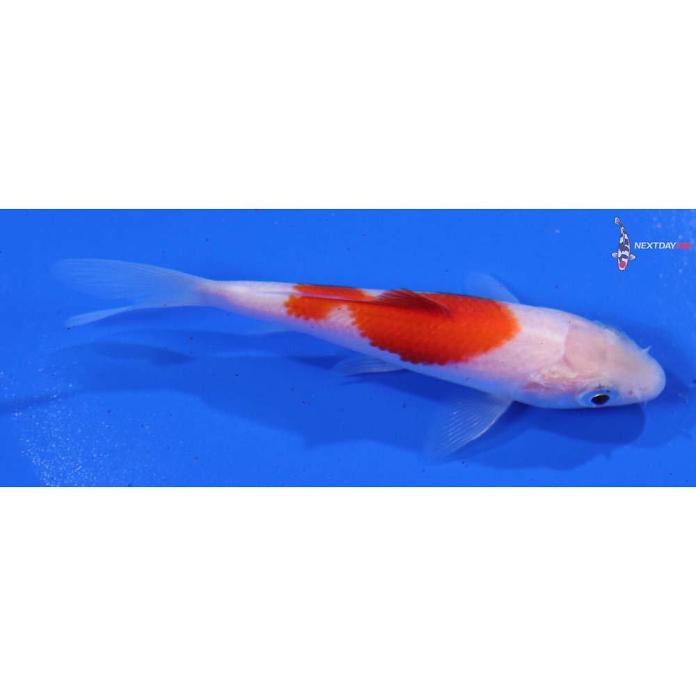 3.5” Imported Kohaku