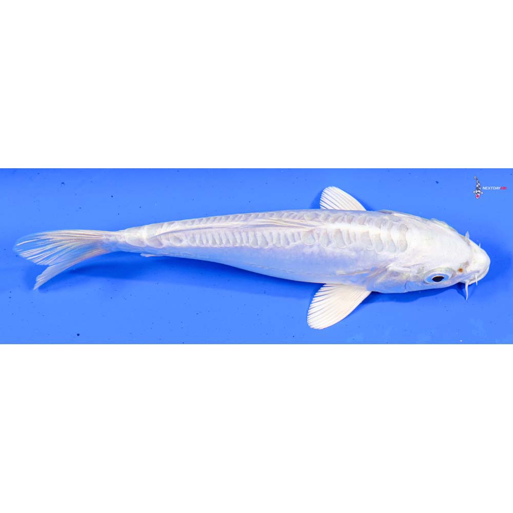 6.5” Imported Doitsu Platinum Ogon