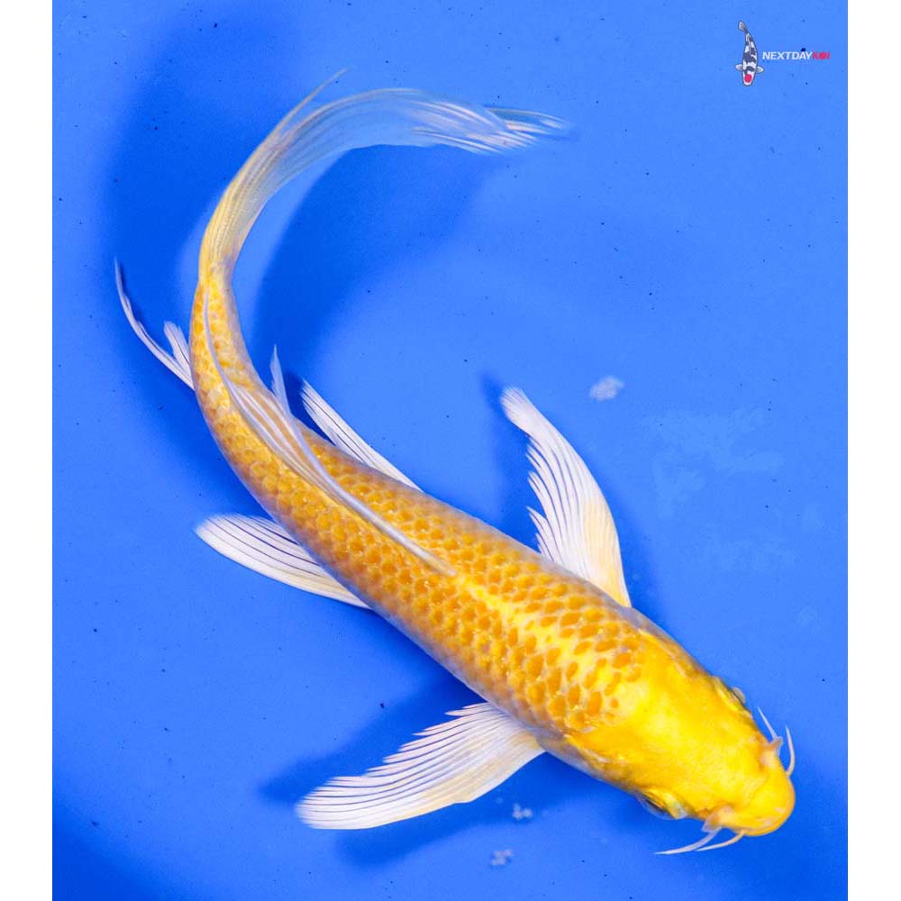 6” Imported Lemon Hariwake Butterfly Koi