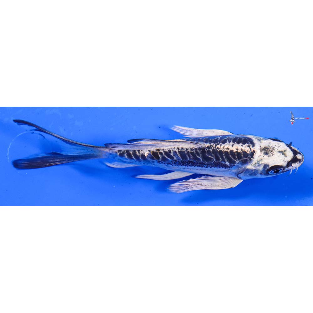 6” Imported Kikokuryu Butterfly Koi