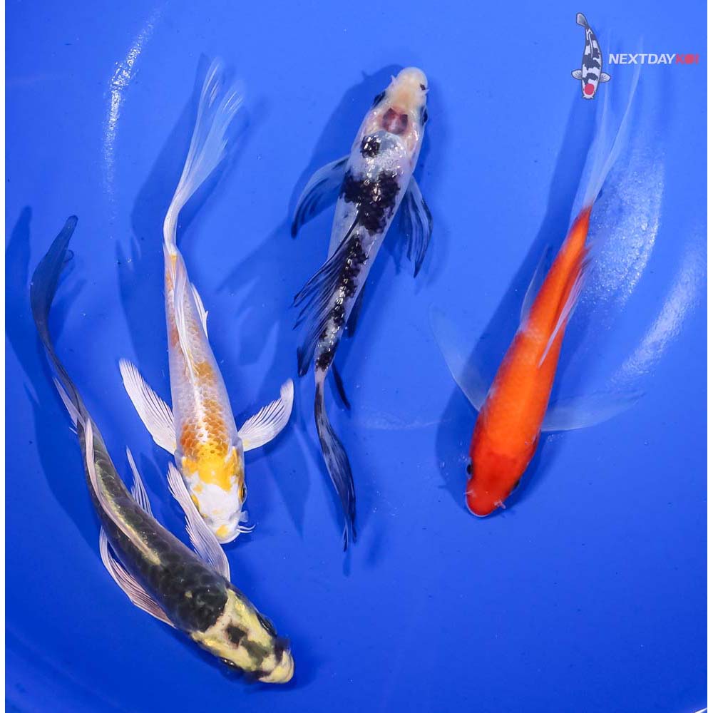 Lot of (4) 4.5-5.5" Imported Assorted Butterfly Koi