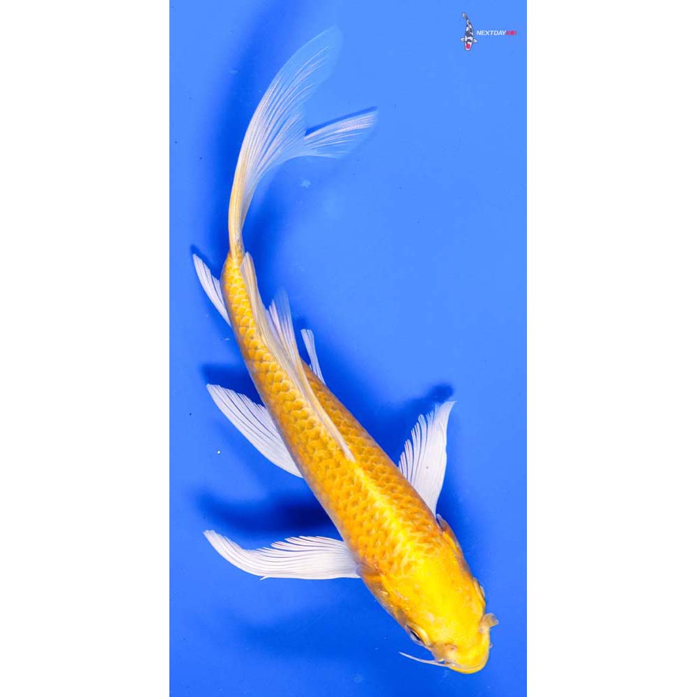 7.5” Imported Yamabuki Ogon Butterfly Koi