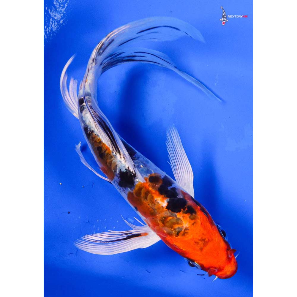 6” Imported Heisei Nishiki Butterfly Koi