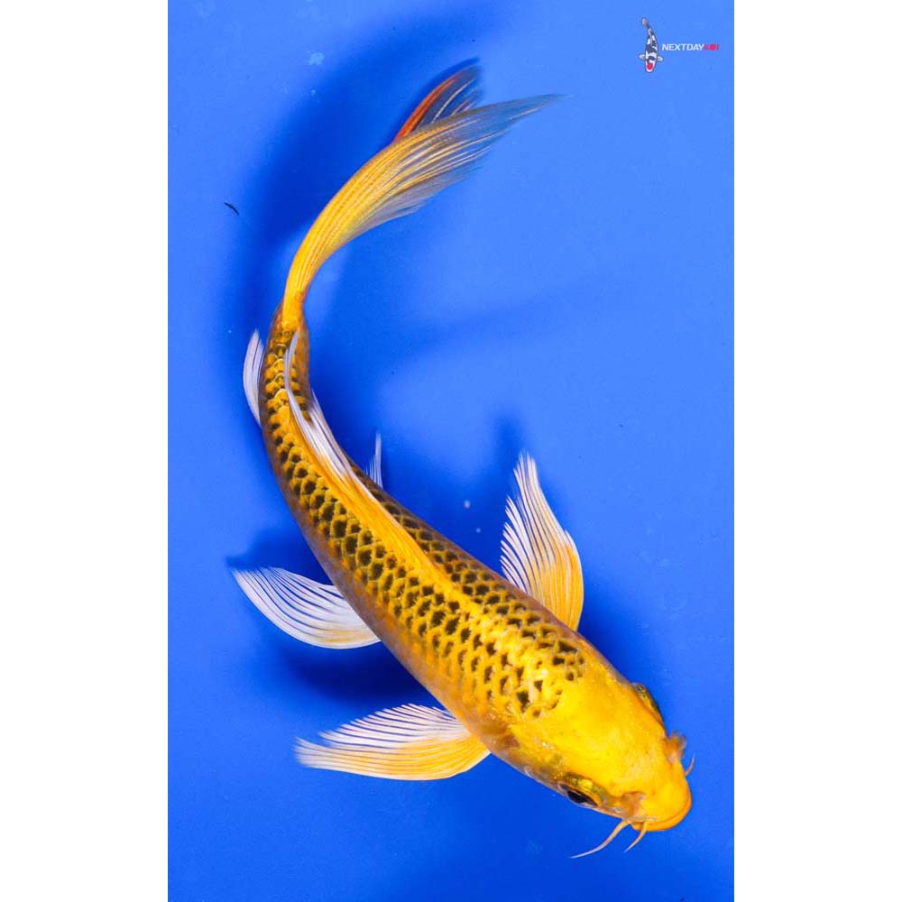 6” Imported Ki Matsuba Butterfly Koi