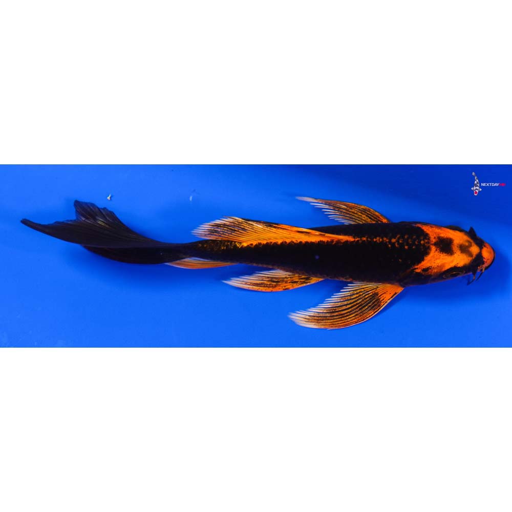 5.5” Imported Orenji Matsuba Butterfly Koi