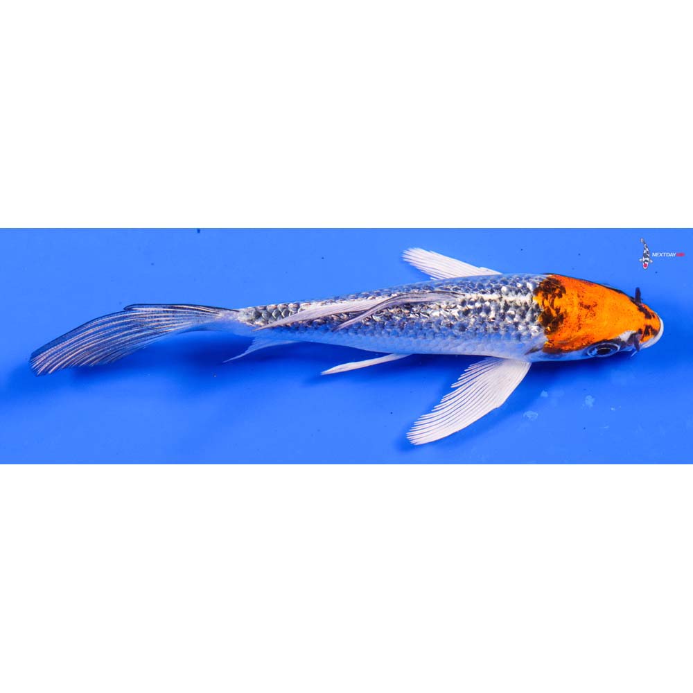 5.5” Imported Gin Rin Kujaku Butterfly Koi