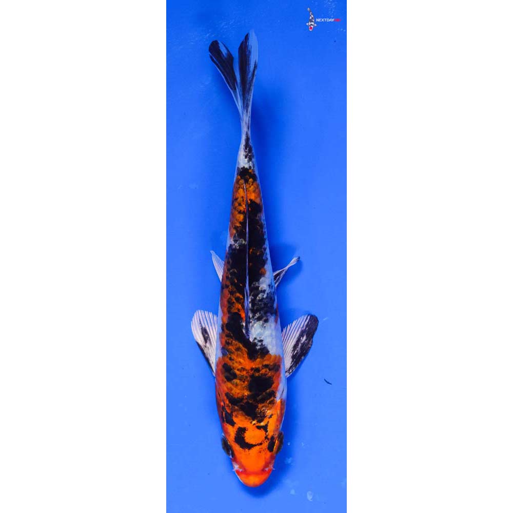 5.5” Imported Yamato Nishiki