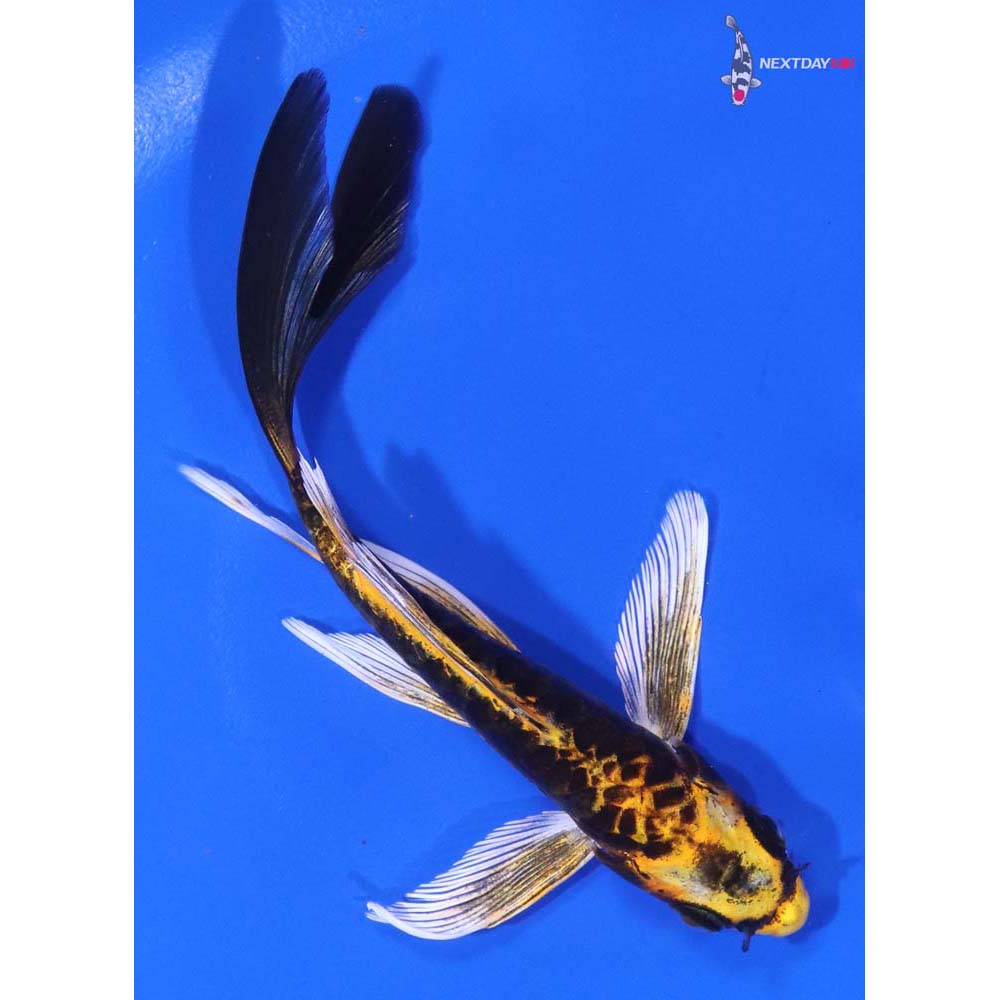 5” Imported Kin Kikokuryu Butterfly Koi