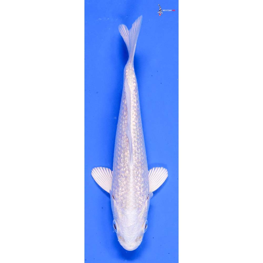 4” Imported Gin Rin Platinum Ogon