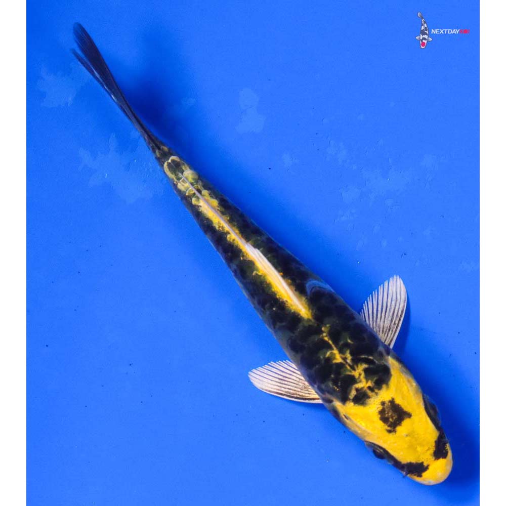 4.5” Imported Armor Scaled Ki Matsuba