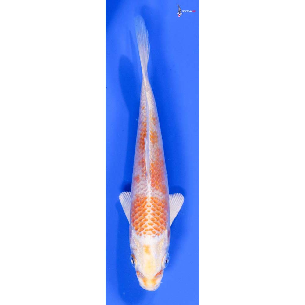 4.5” Imported Lemon Hariwake