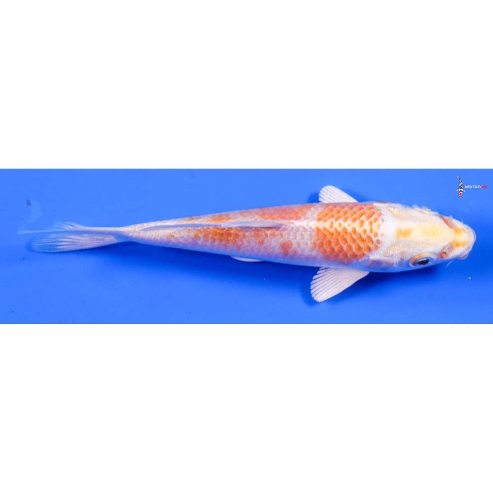 4.5” Imported Lemon Hariwake