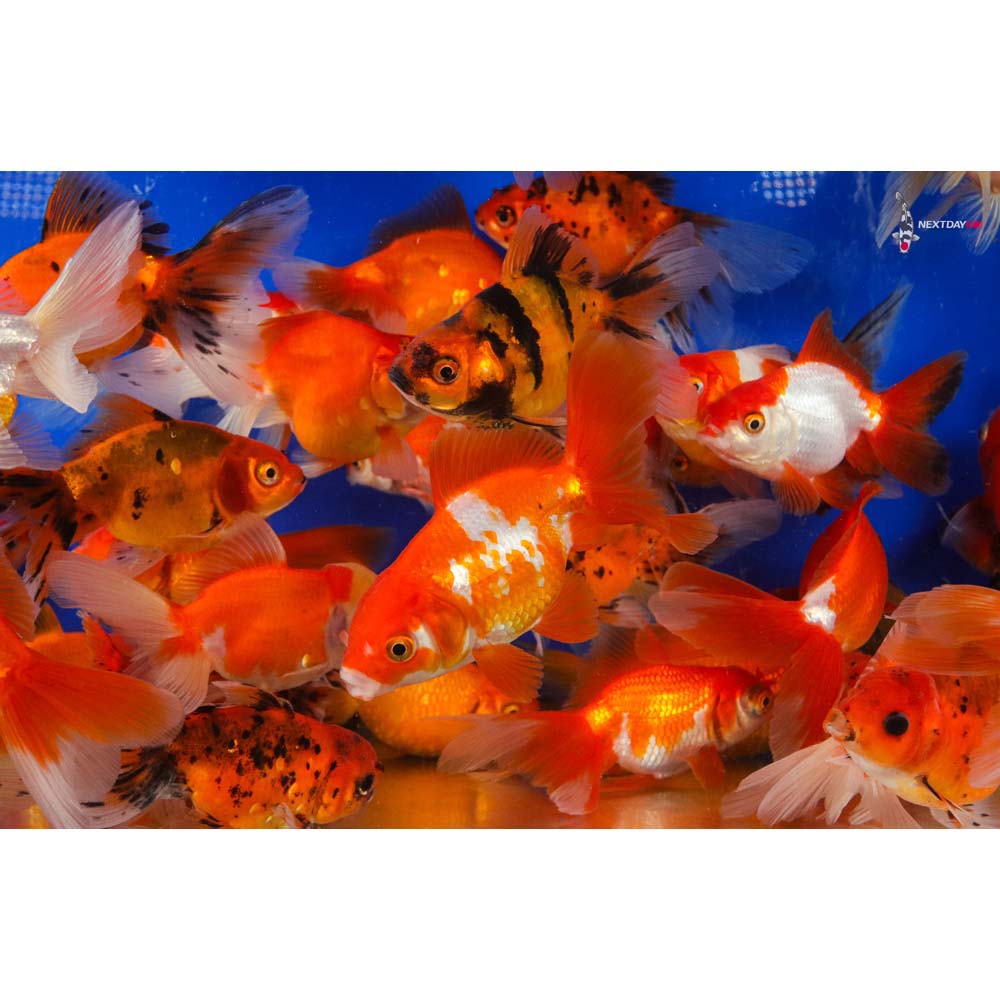 フレッシュスター　コーラル　FR aurora star coral - NamuWiki