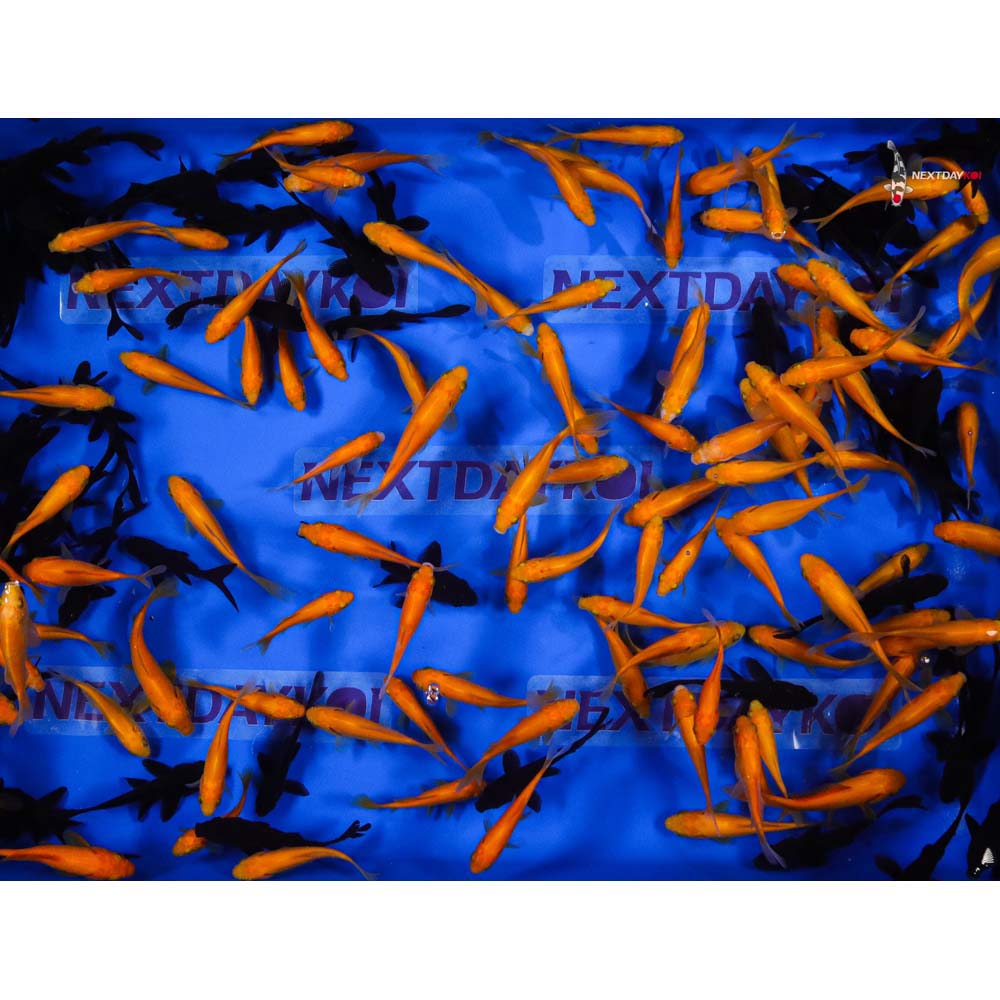 3-4” Imported Bumble Bee Goldfish Mix