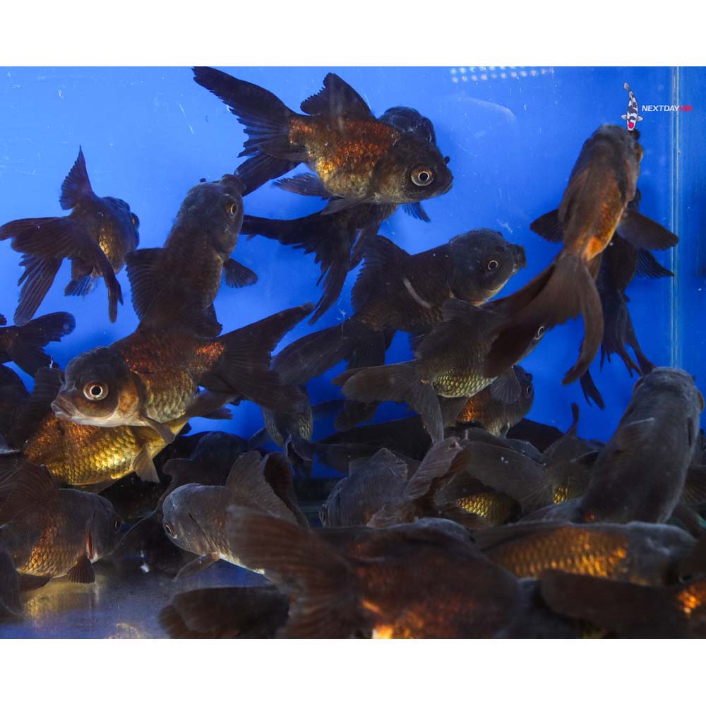 3-4" Imported Chocolate Oranda Goldfish