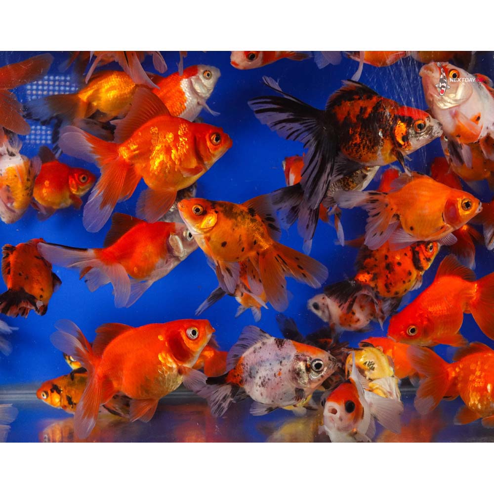 3-4" Imported Mixed Ryukin Goldfish