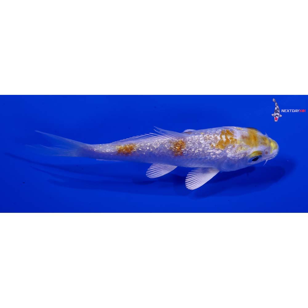3.5” Imported Gin Rin Lemon Hariwake