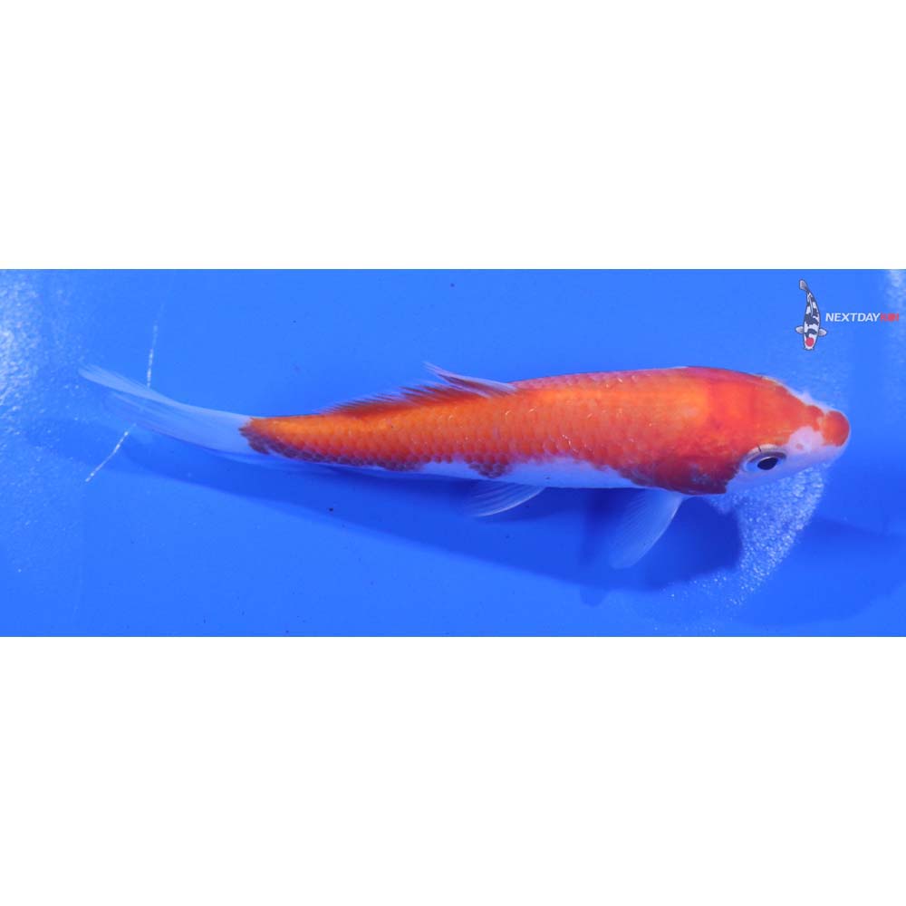 4.5” Imported Kohaku