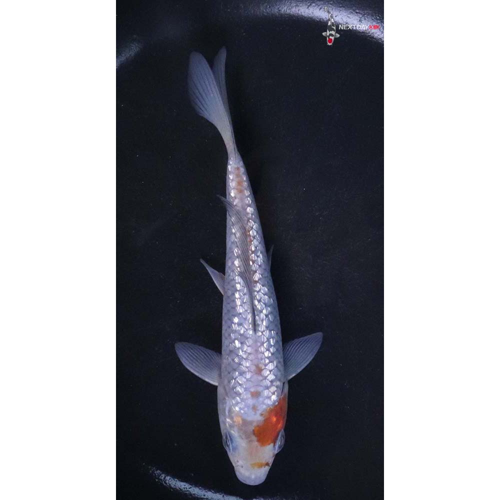 5.5” Imported Gin Rin Ochiba Shigure