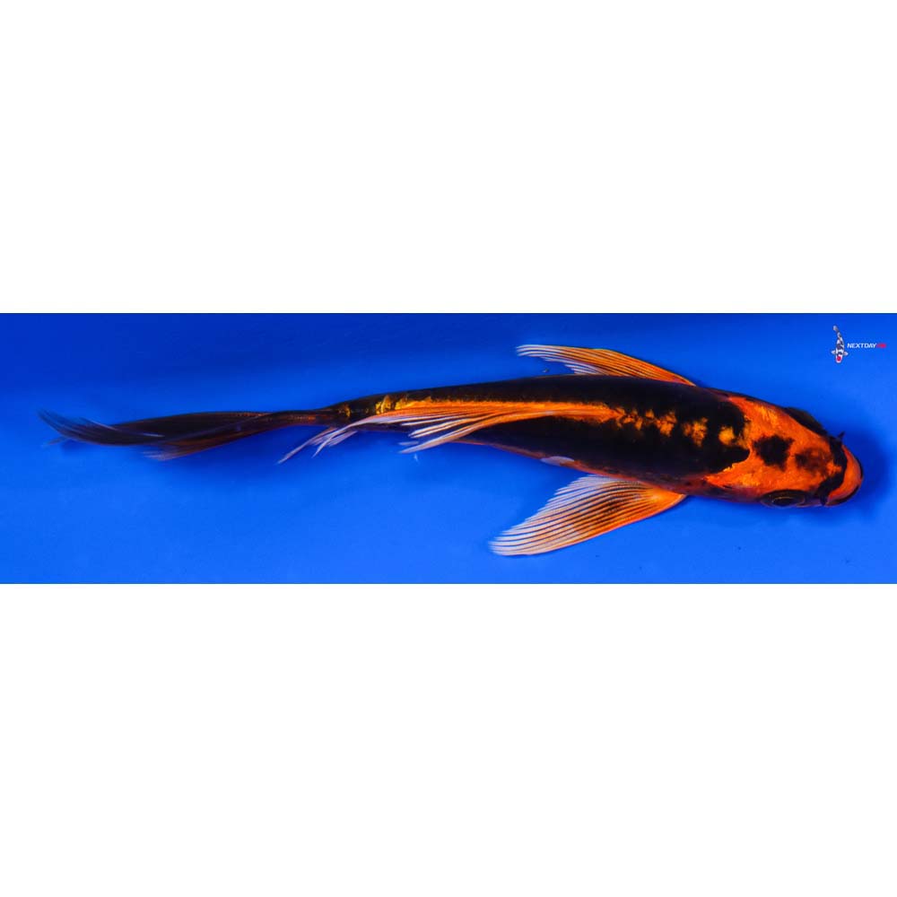 5.5” Imported Kin Kikokuryu Butterfly Koi