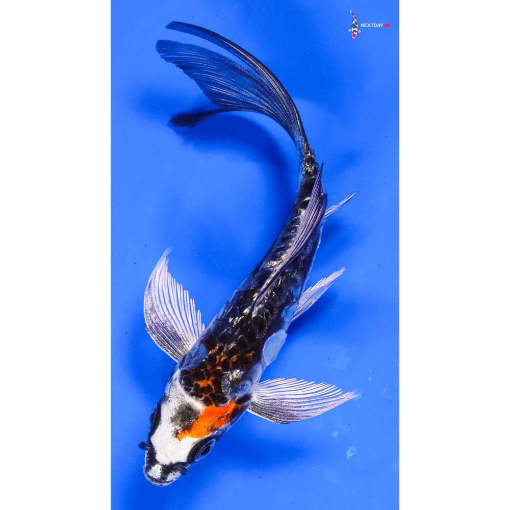 5” Imported Gin Rin Kin Kikokuryu Butterfly Koi