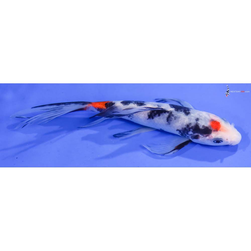 5.5” Imported Tancho Sanke Butterfly Koi