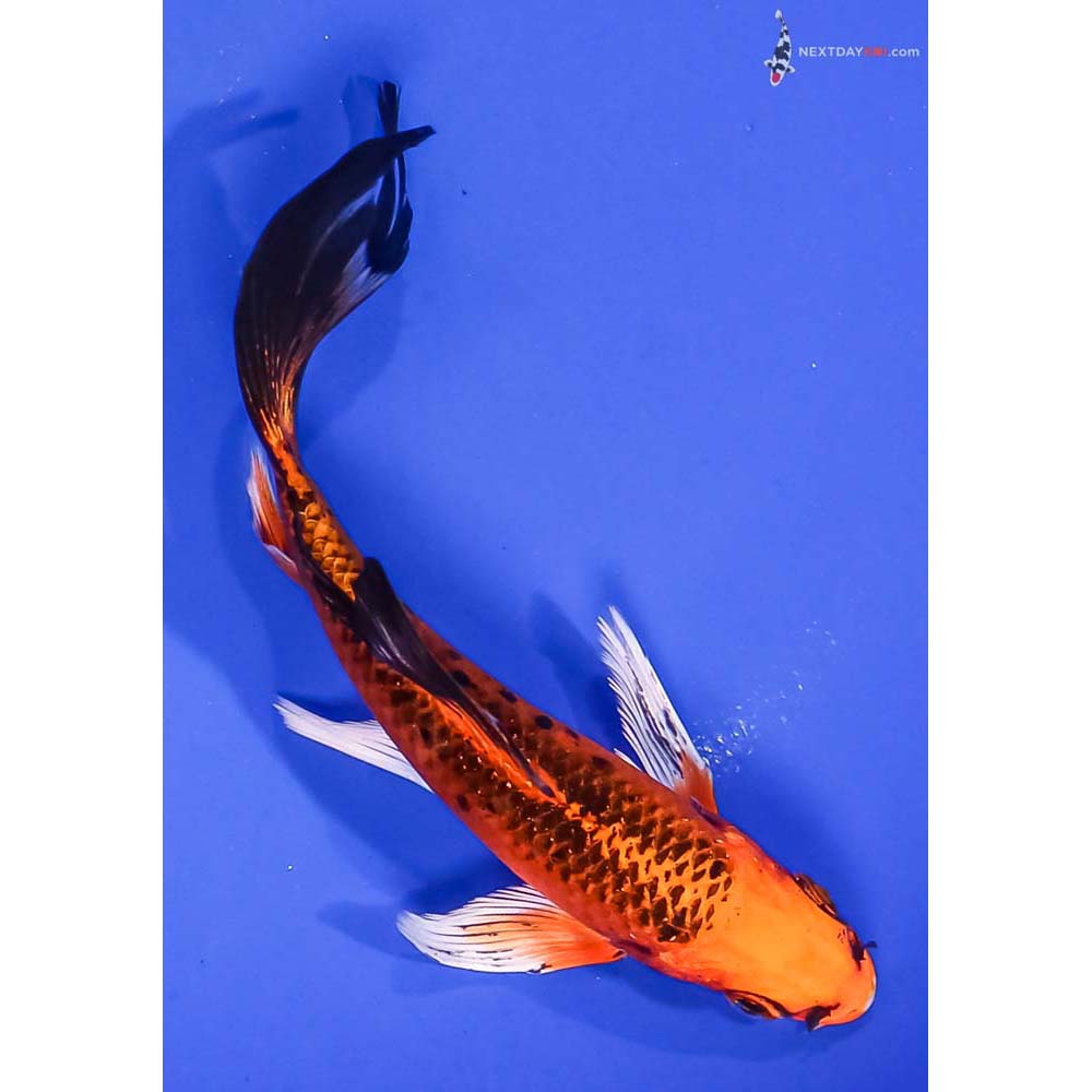 5.5” Imported Orenji Matsuba Butterfly Koi