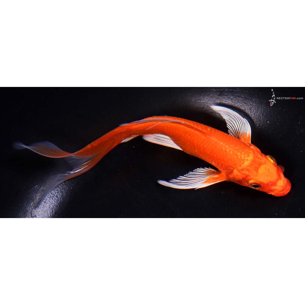 6” Imported Orenji Ogon Butterfly Koi