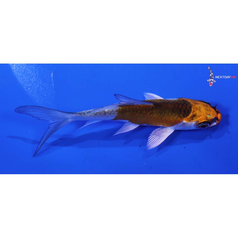 3.5” Imported Kujaku Butterfly Koi